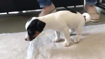 Puppy vomits surprising item at the vets.