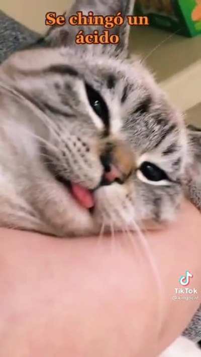 No se si esto vaya aqu&iacute;, si quieren borrenlo (no es m&iacute;o me lo encontr&eacute; en tik tok, cr&eacute;ditos a kingocat)