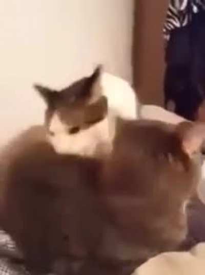 Just a nibble