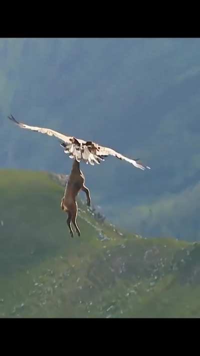 Eagle carrying an entire goat 🙄