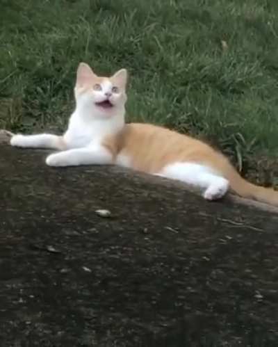Too much catnip