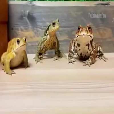 Losercity frog
