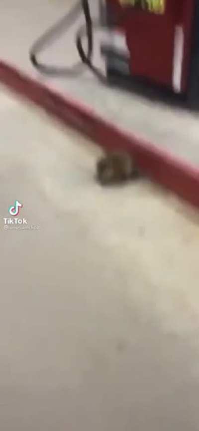 Hello little rat!