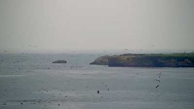 so many sea lions!