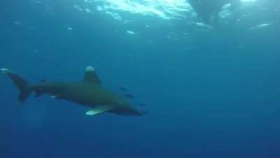 Oceanic white tip reef shark
