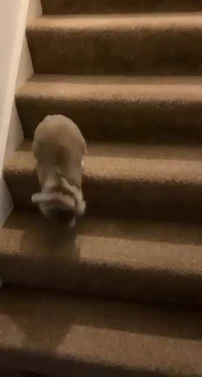 Alice heard the treats box being opened upstairs