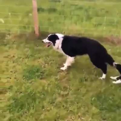 &ldquo;Bring your child to work day&rdquo; Border Collie edition