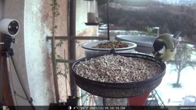 This Lovely Round Great Tit Dropped in this Afternoon