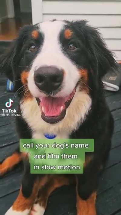 Calling dog&rsquo;s name in slo-mo