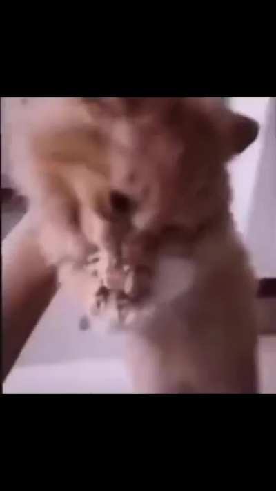 Nooo! Not his chicken! :(