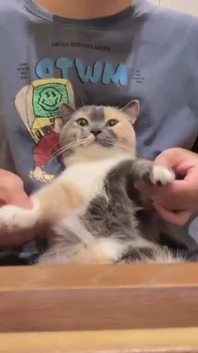 Cats got them moves