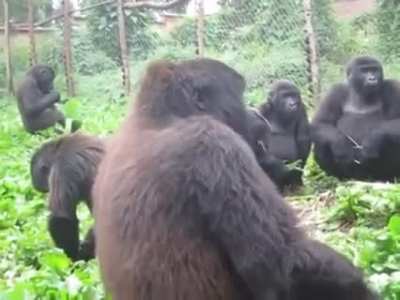 Gorillas has a distinctive, humming-like vocalisation to voice their satisfaction when they enjoy their food: they "sing" while they eat
