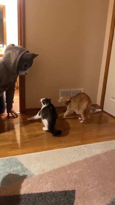 Miau?!