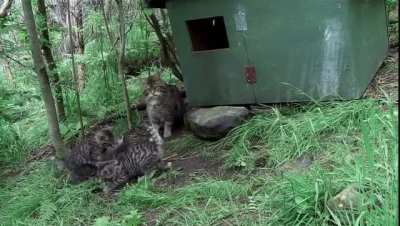 Smool scotish wildcat kittenss
