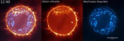 Animal cells mix up their mitochondria (blue) with a swirling wave of actin (orange) just before dividing.