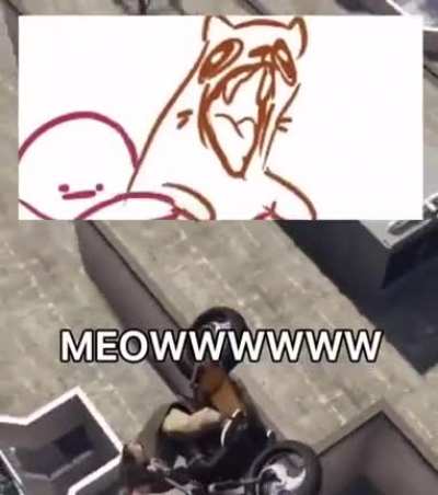 Cat on the mic
