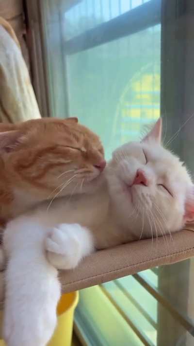 Love is everywere