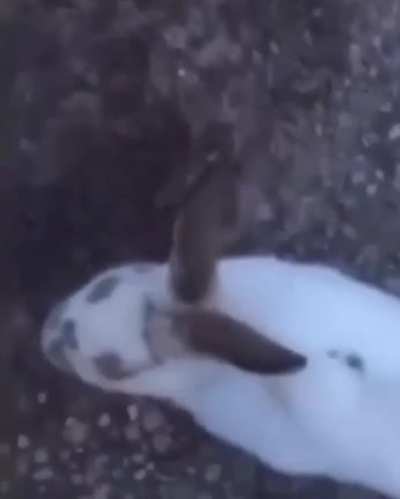 Who says animals don&rsquo;t have feelings? He found this rabbit mourning on the dead body of its mate