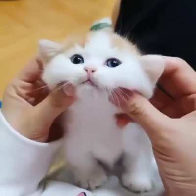 The Squeeshy