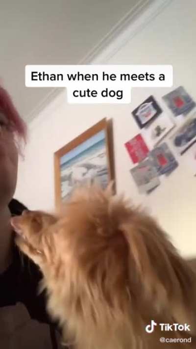 This is my first post on reddit guys hiiiii, but this video makes me laugh | cc: @caerond on tik tok
