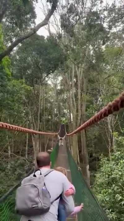 Gibbon Ape morning routine