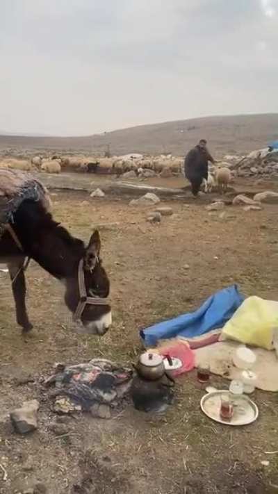 to have a breakfast