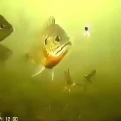 aaaaaaaaaaa