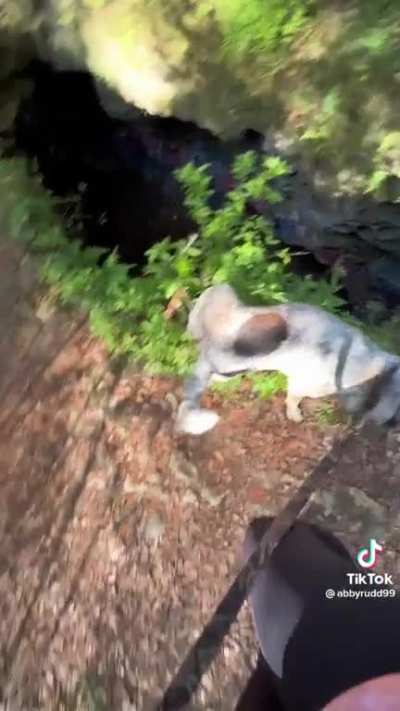 Was that a dog? 💀