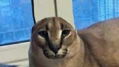floppa sad when lose ear :/ :(