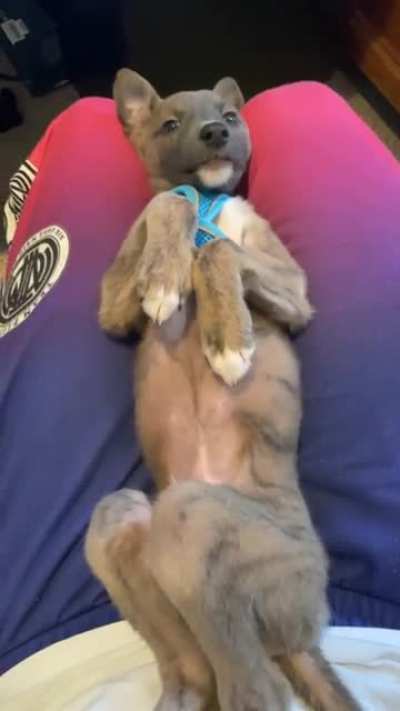 Would you please rub my tummy