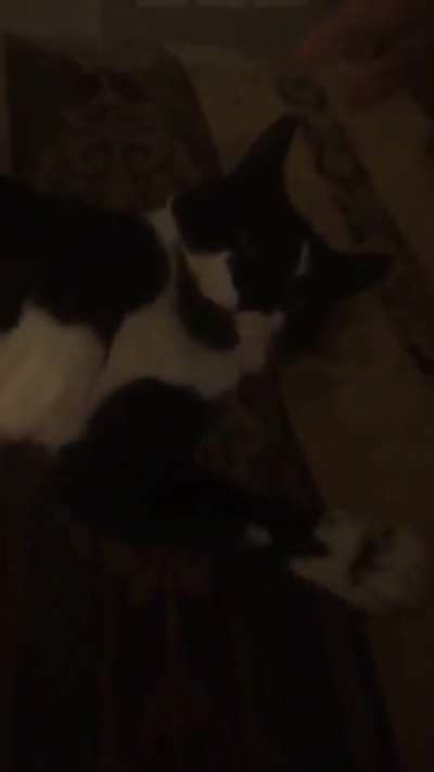 Cat Attac