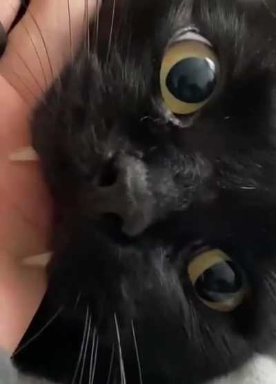 meow😺