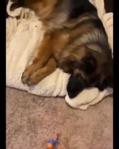 the floofometer is off the charts