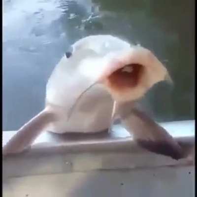 um peixe bebendo cerveja