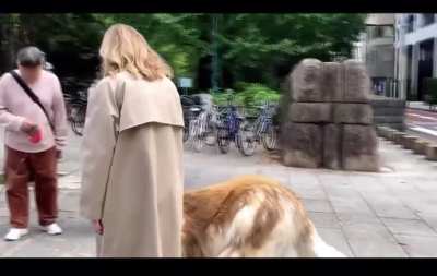 Man in 20000$ border collie fursuit vists Japanese park