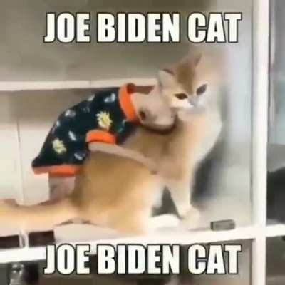 Joe Biden cat
