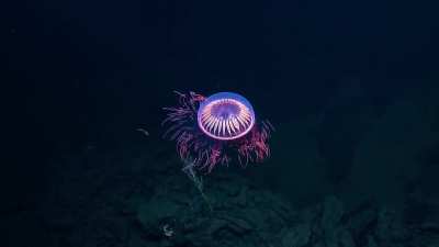 Halitrephes maasi or the "firework jellyfish" is a typically bathypelagic or deep sea hydromedusa that sports light-reflective frilled tentacles and a bell-shaped, starburst-patterned body. This jelly was spotted by happenstance at 1225m in the Revillagig
