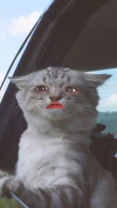 Purrfectlycutscream