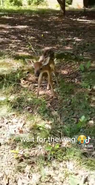 Baby deer