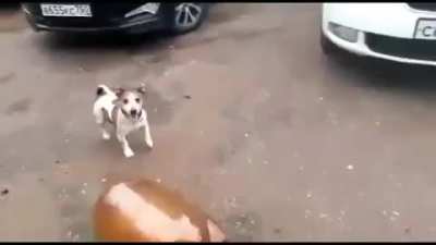 What da dog doin