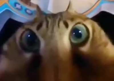 cate monch