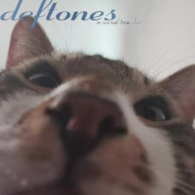 Around the purr