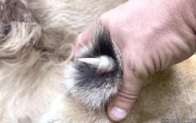 This is how a lion pulls out it&rsquo;s claws...
