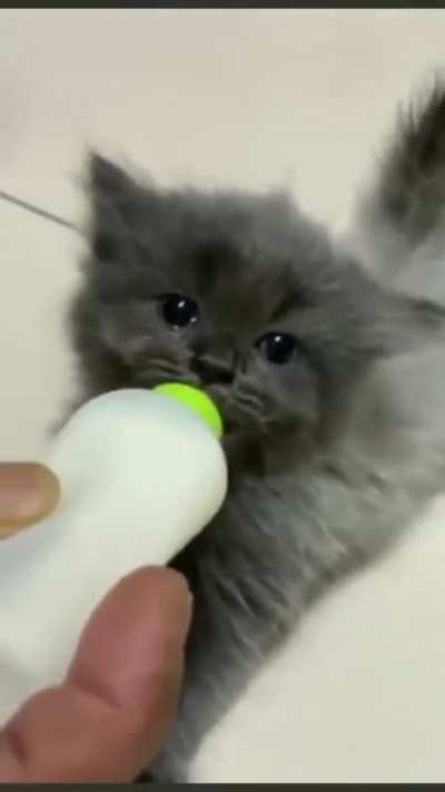 The little wiggle earssss aaaaaaaaaaa