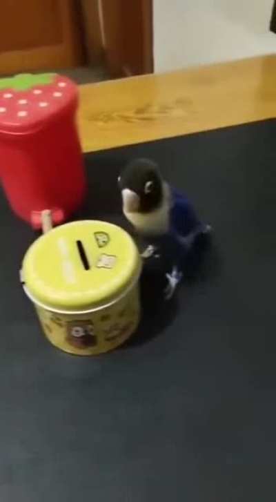 The Bird knows what to do