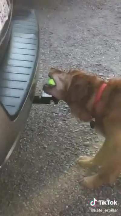 What he lacks in intelligence he more than makes up for in determination