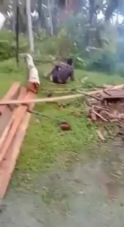 Dodging death