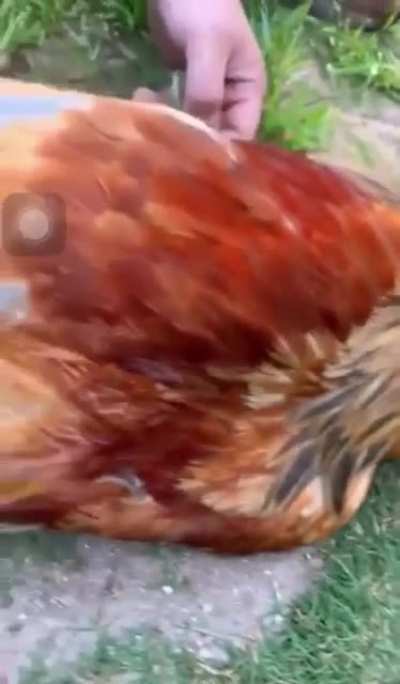 Cock magic