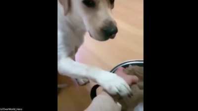 Cute Sacrifice