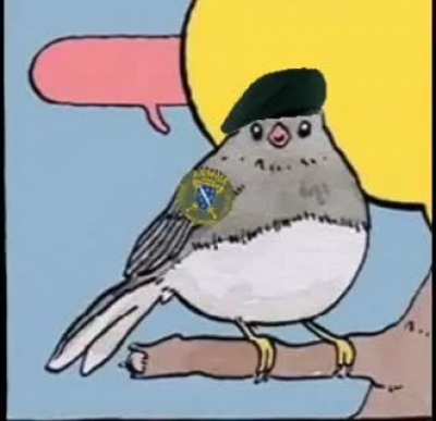 annoying bird